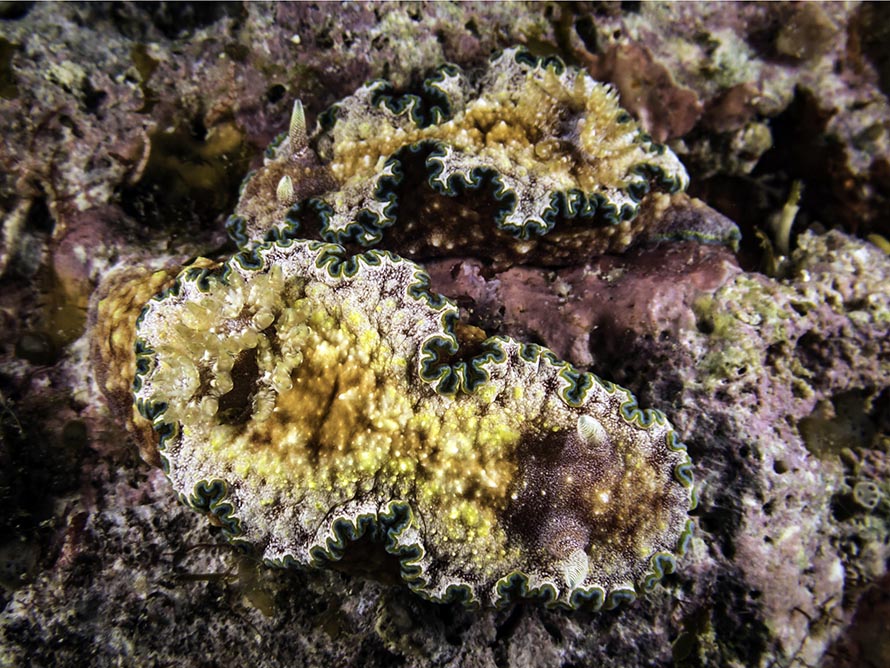 Glossodoris sp. 1